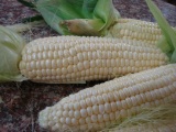 filipino-recipe-microwaved-corn-on-a-cob2