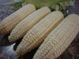 filipino-recipe-microwaved-corn-on-a-cob3