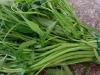 pinoy-nilagang-kangkong1